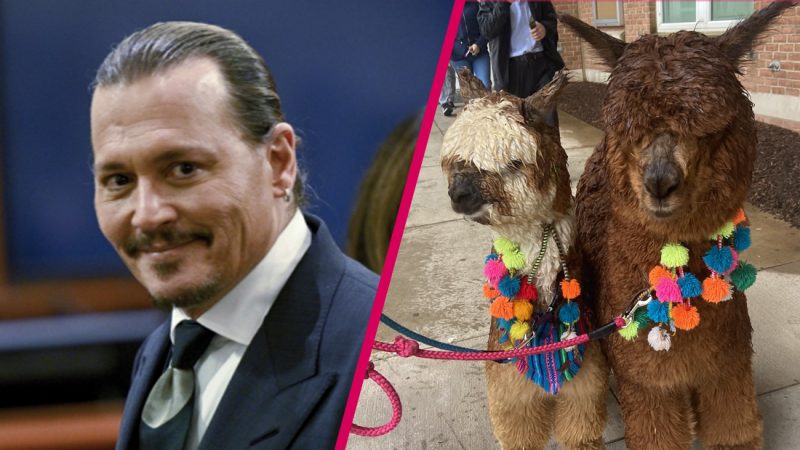 Johnny Depp fans brought him emotional support alpacas outside court to 'brighten his day'