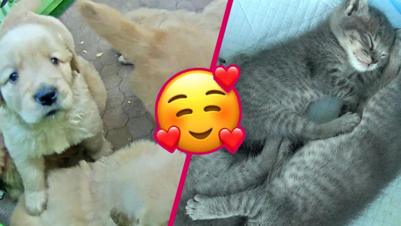 Let this 24/7 livestream of kittens and puppies cure your Sunday scaries