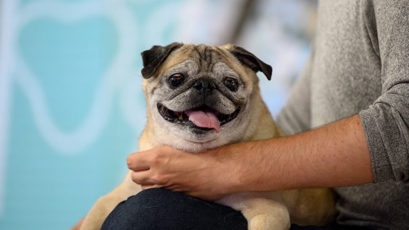'Everyday Is Bones Day' our fave TikTok pug Noodle has passed away