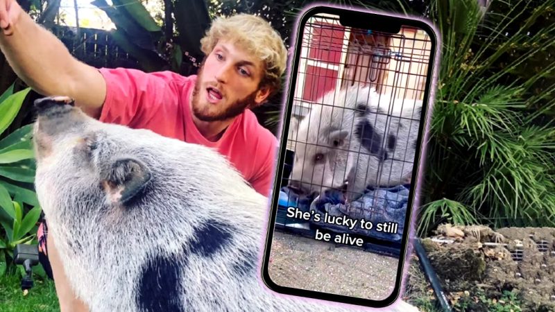 YouTuber Logan Paul's pet pig Pearl has been rescued after being abandoned, left for dead