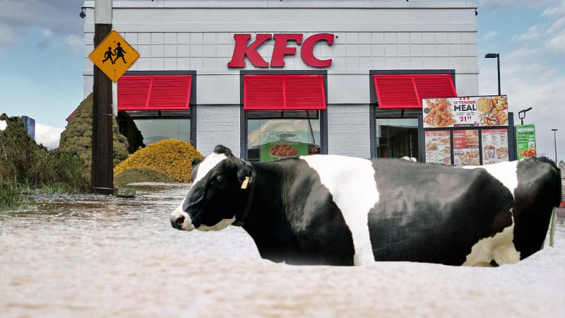 A Te Puke cow got swept away in flood waters, ran through town for an hour and ended up at KFC