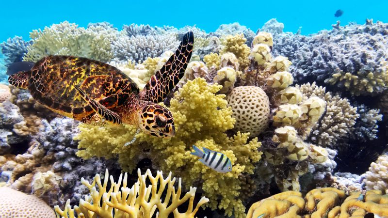 The Great Barrier Reef has chlamydia… but science reckons it could actually be a good thing